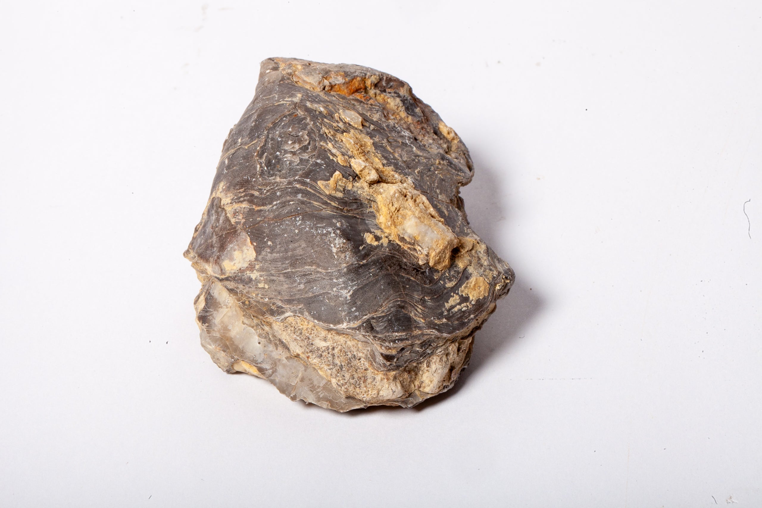 Set 5 Fossili di Ostrica Naturale – Collezione Paleontologica