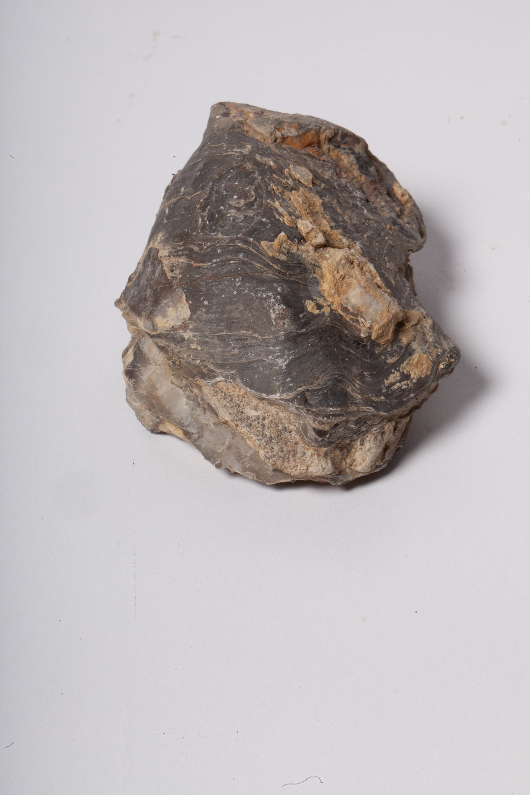 Set 5 Fossili di Ostrica Naturale – Collezione Paleontologica