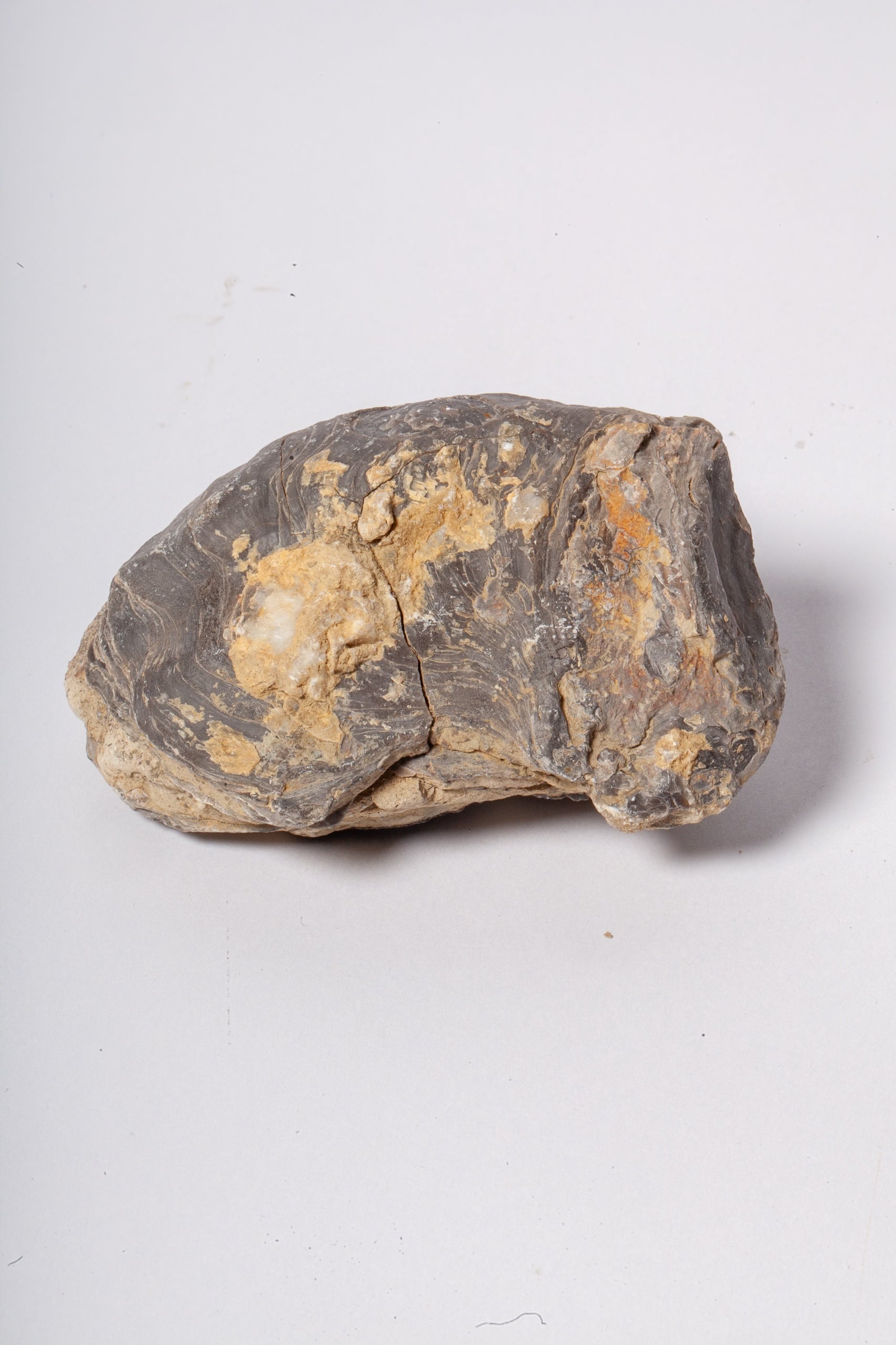 Set 5 Fossili di Ostrica Naturale – Collezione Paleontologica