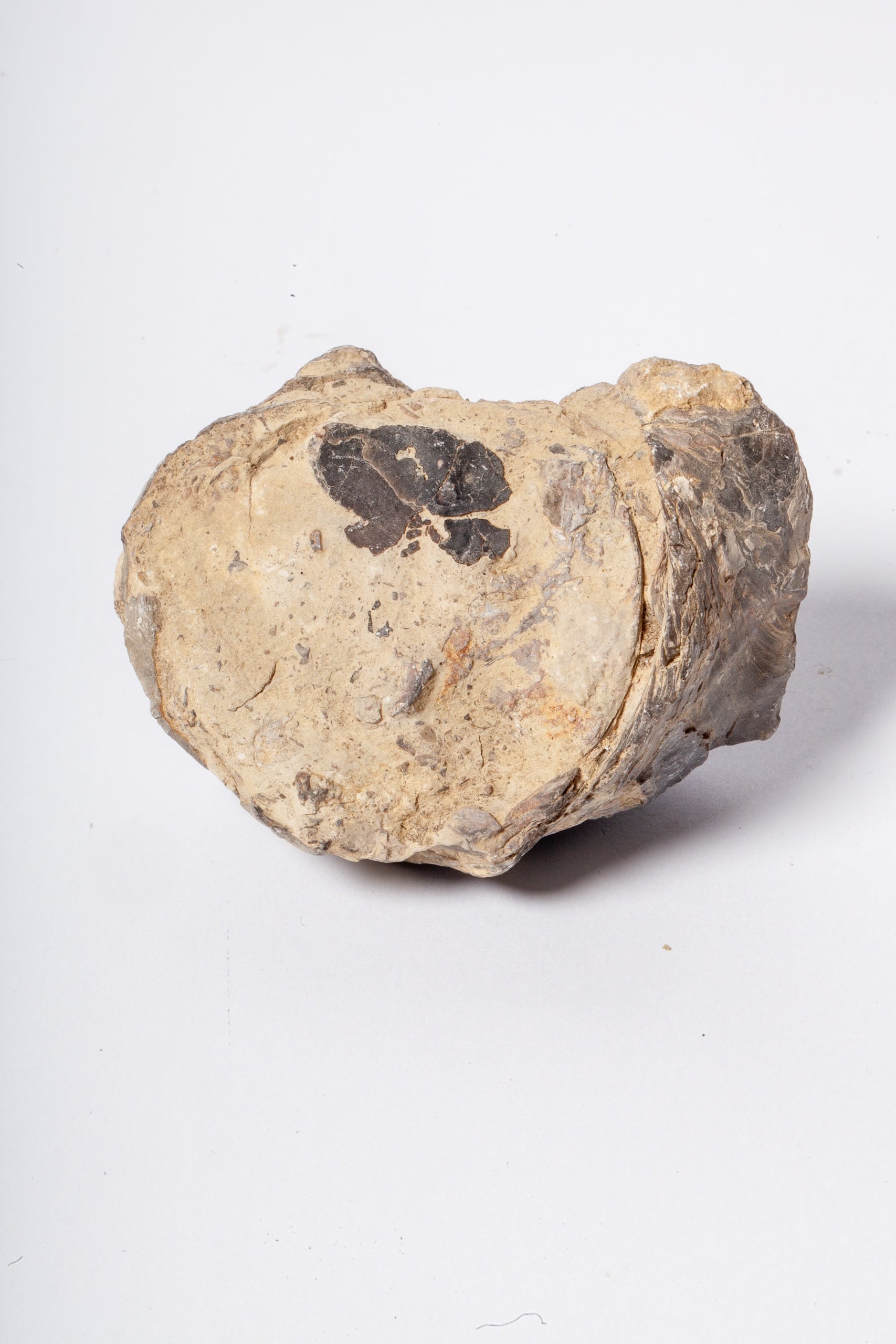Set 5 Fossili di Ostrica Naturale – Collezione Paleontologica