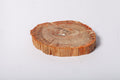Legno Fossile — Sezione Trasversale con Anelli di Crescita