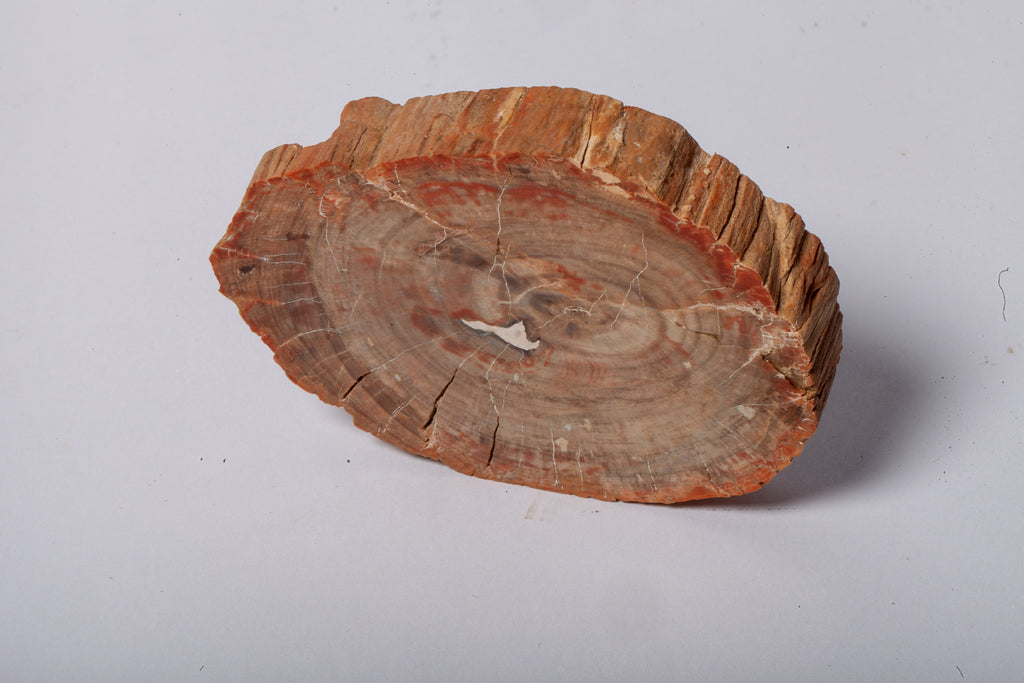 Legno Fossile — Sezione Trasversale con Anelli di Crescita