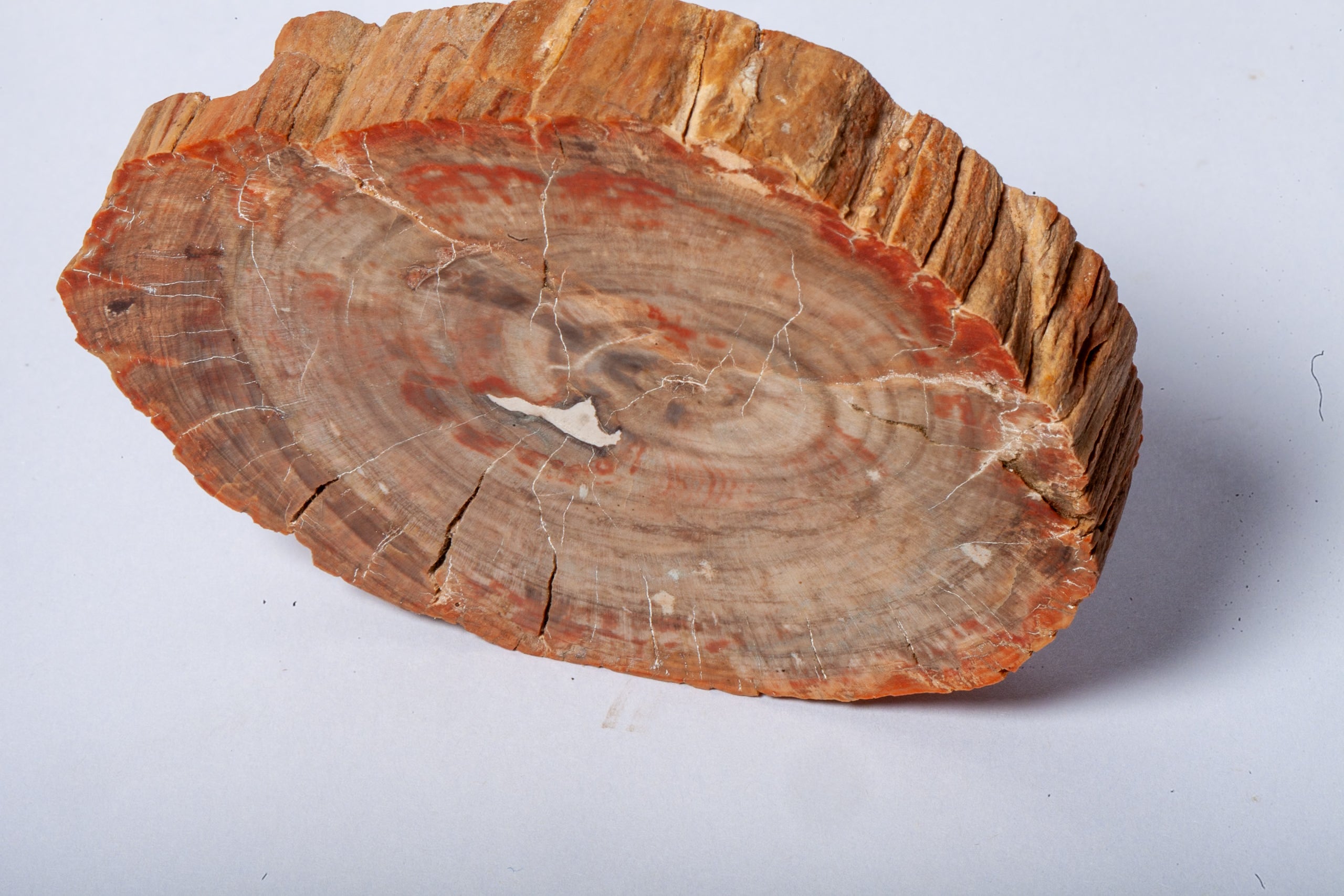 Legno Fossile — Sezione Trasversale con Anelli di Crescita