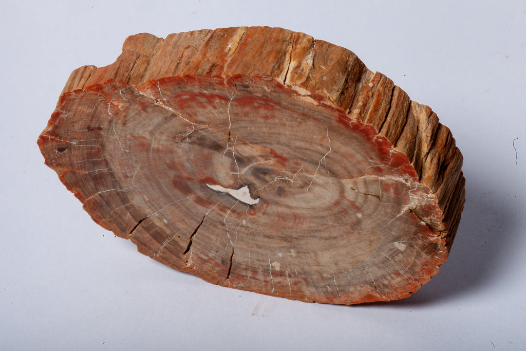 Legno Fossile — Sezione Trasversale con Anelli di Crescita