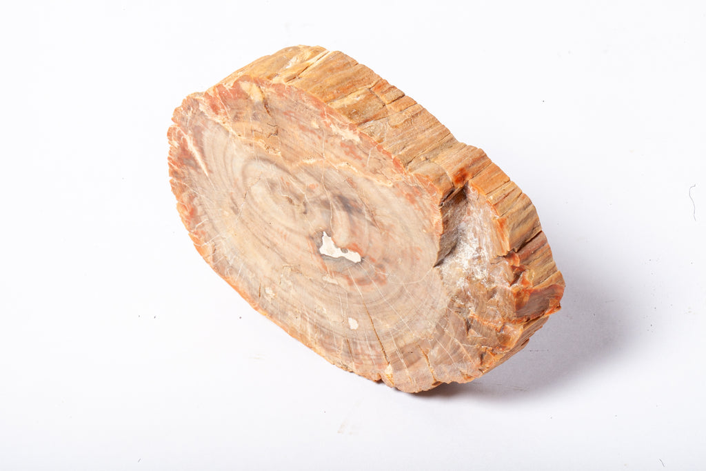 Legno Fossile — Sezione Trasversale con Anelli di Crescita