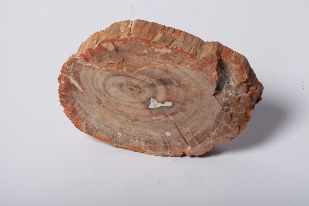 Legno Fossile — Sezione Trasversale con Anelli di Crescita