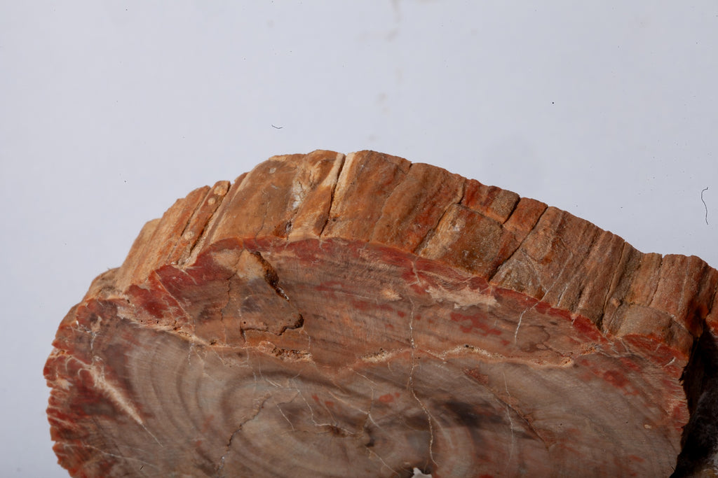 Legno Fossile — Sezione Trasversale con Anelli di Crescita
