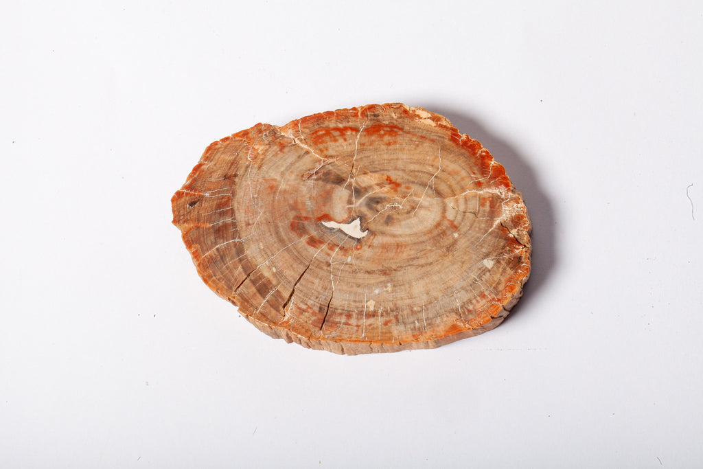 Legno Fossile — Sezione Trasversale con Anelli di Crescita