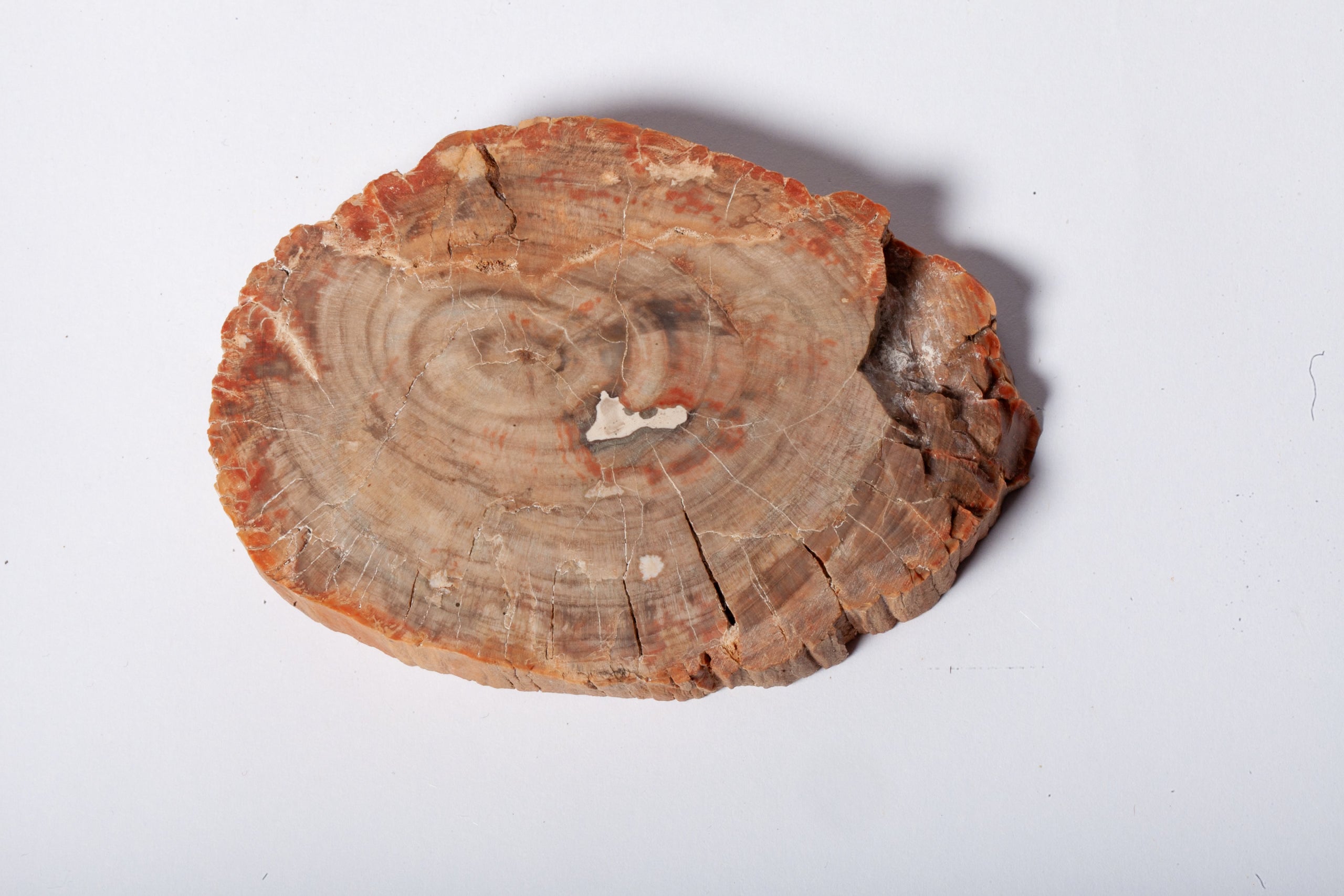 Legno Fossile — Sezione Trasversale con Anelli di Crescita