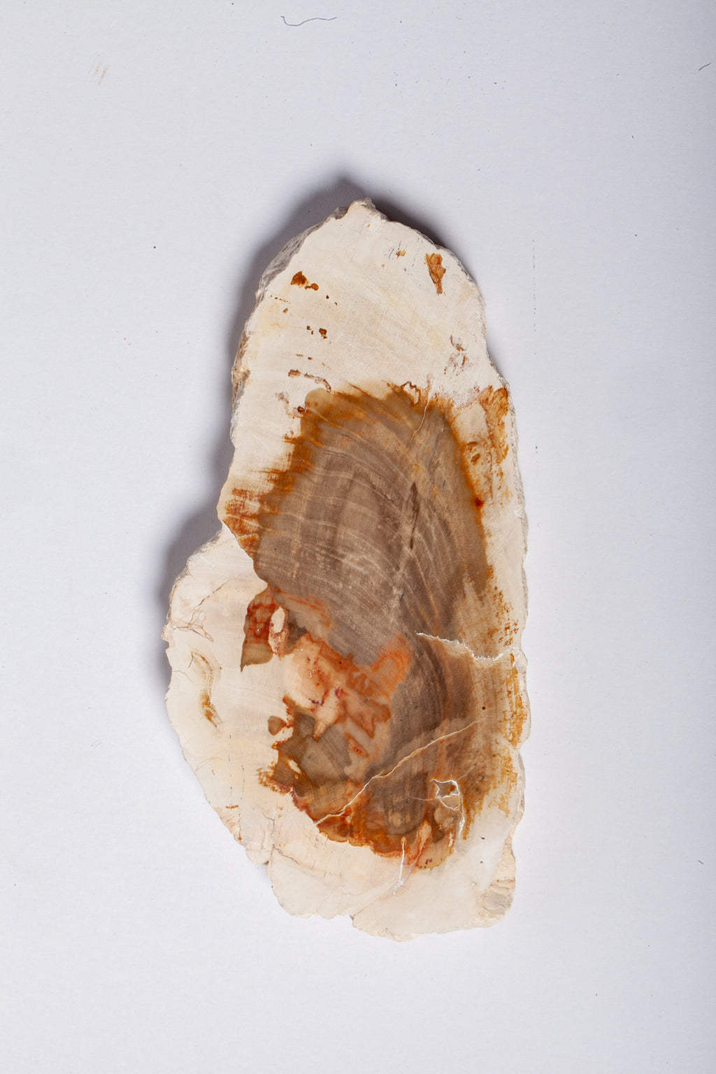 Legno Fossile Bianco — Fetta con Cuore Silicizzato