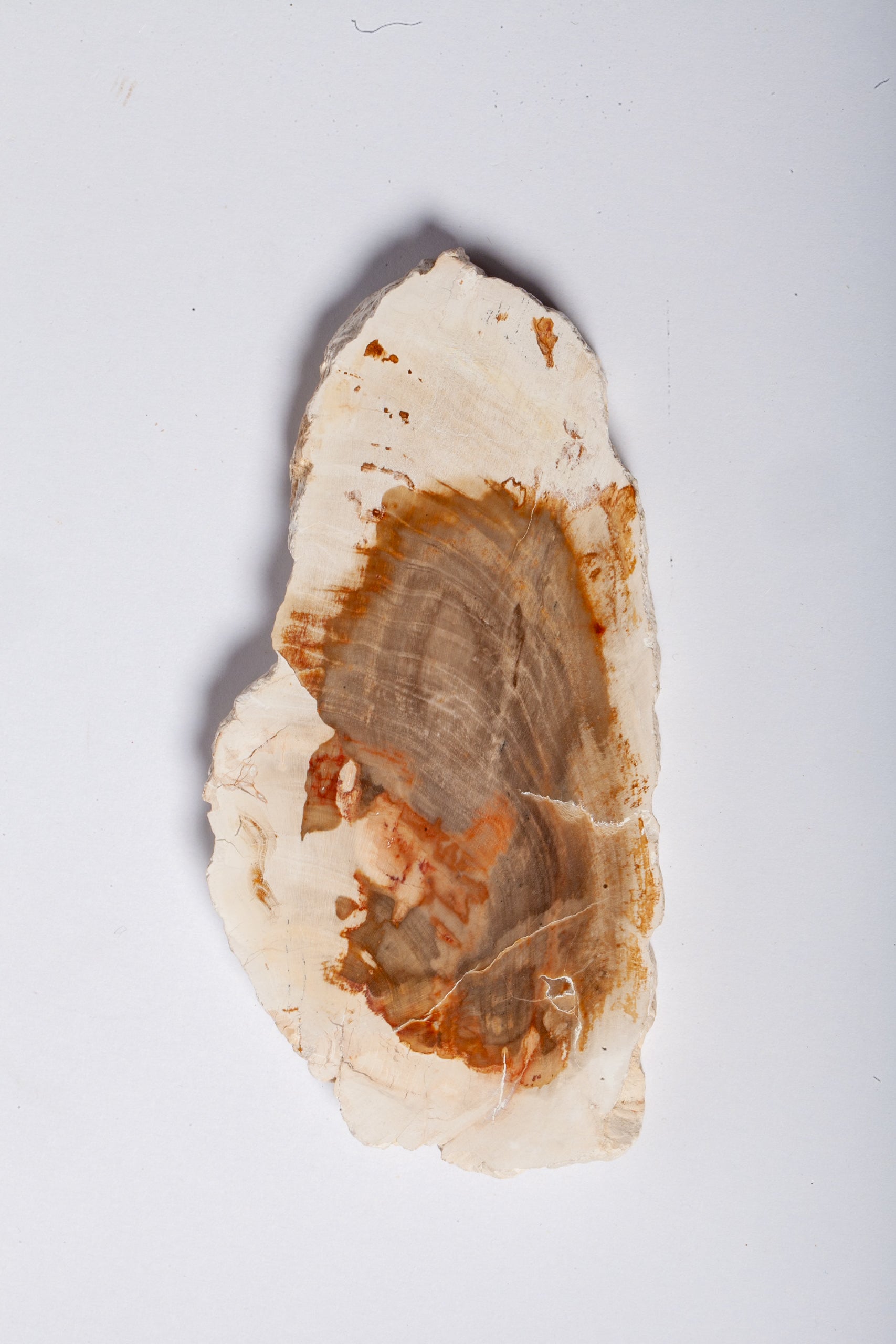Legno Fossile Bianco — Fetta con Cuore Silicizzato
