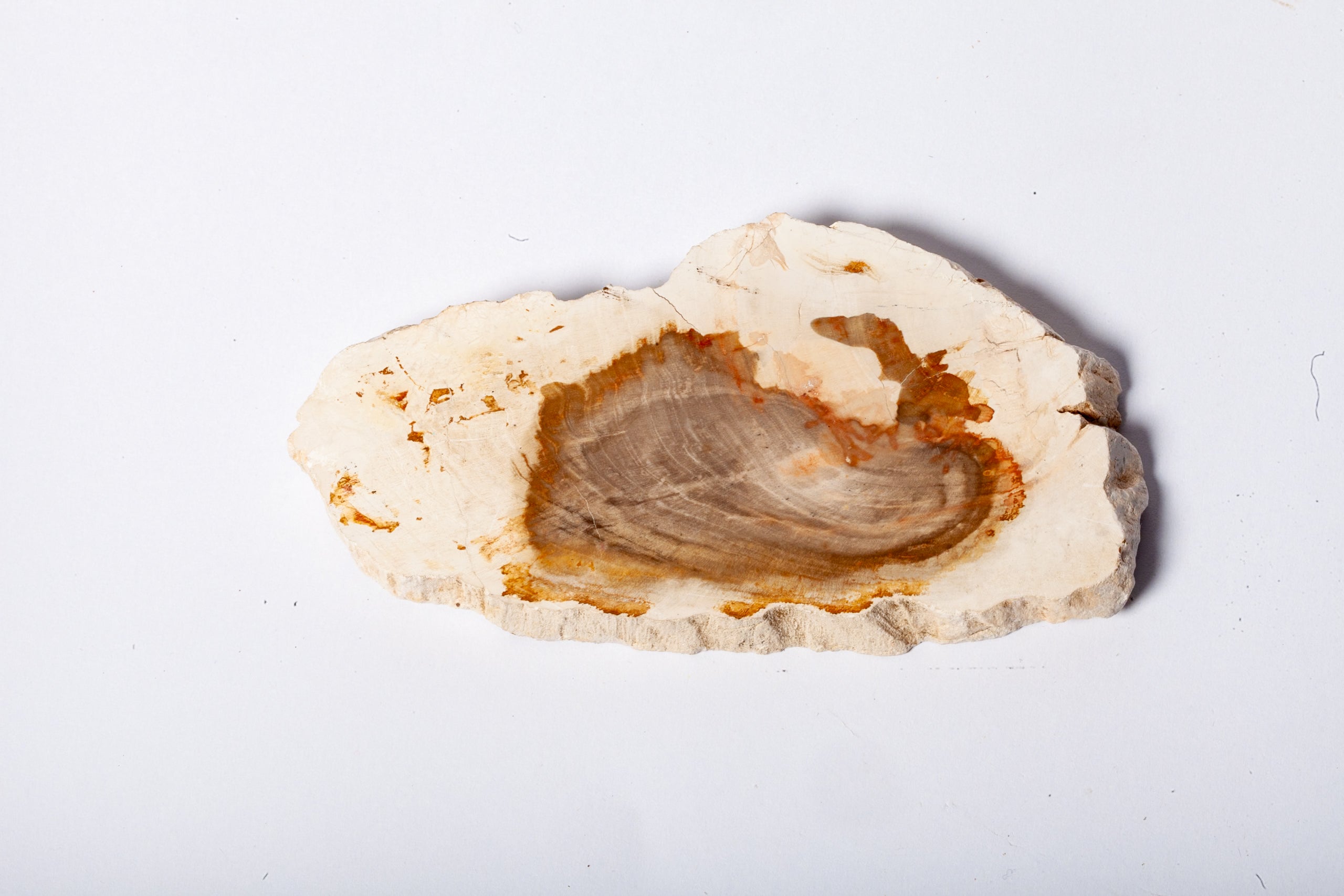 Legno Fossile Bianco — Fetta con Cuore Silicizzato