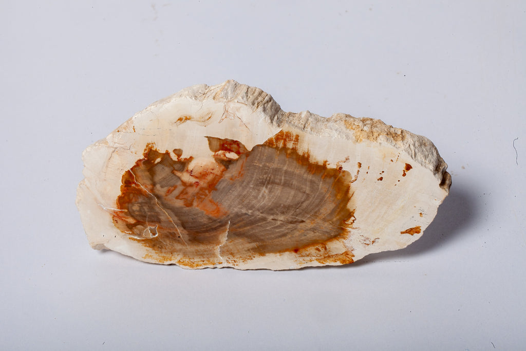 Legno Fossile Bianco — Fetta con Cuore Silicizzato