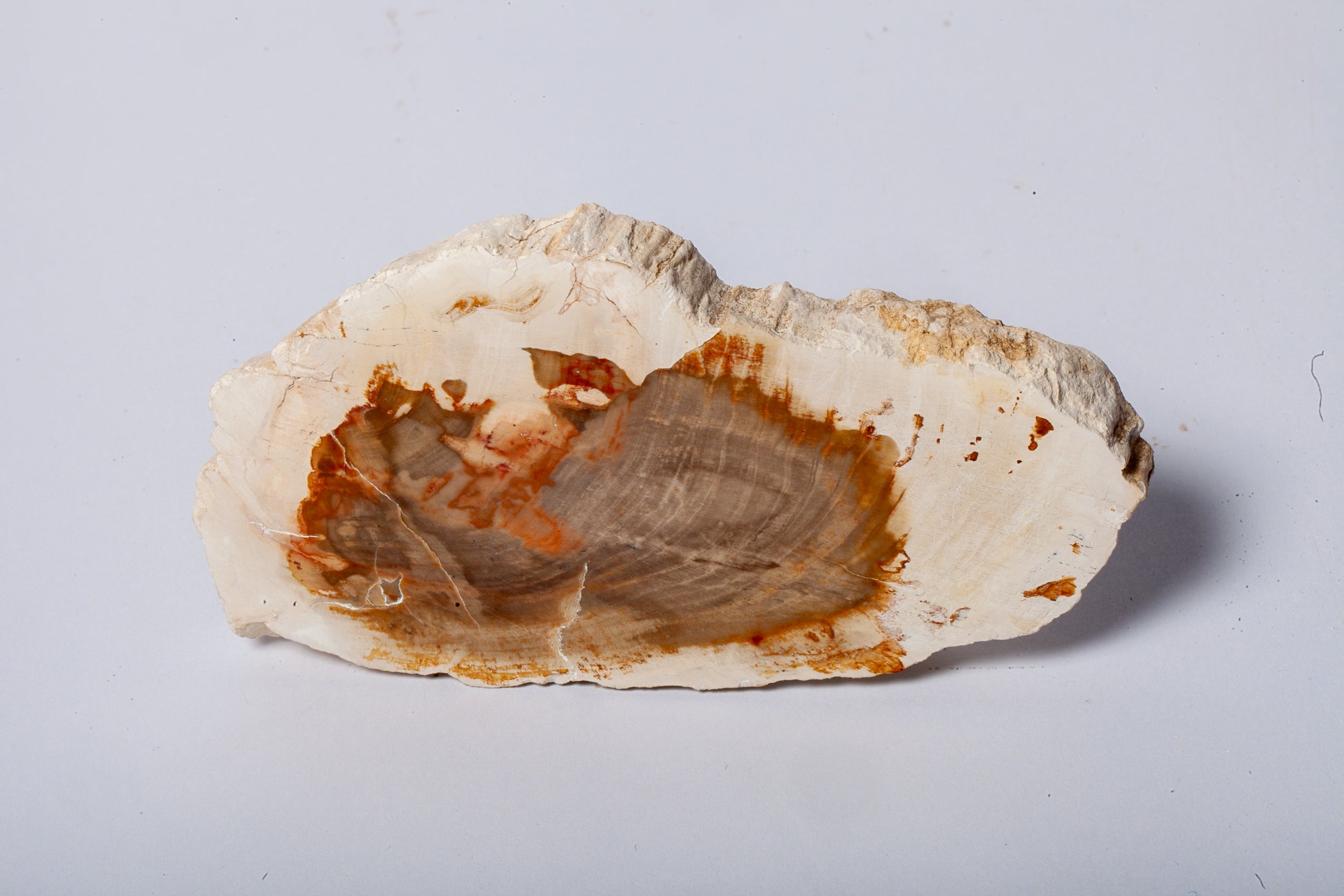 Legno Fossile Bianco — Fetta con Cuore Silicizzato