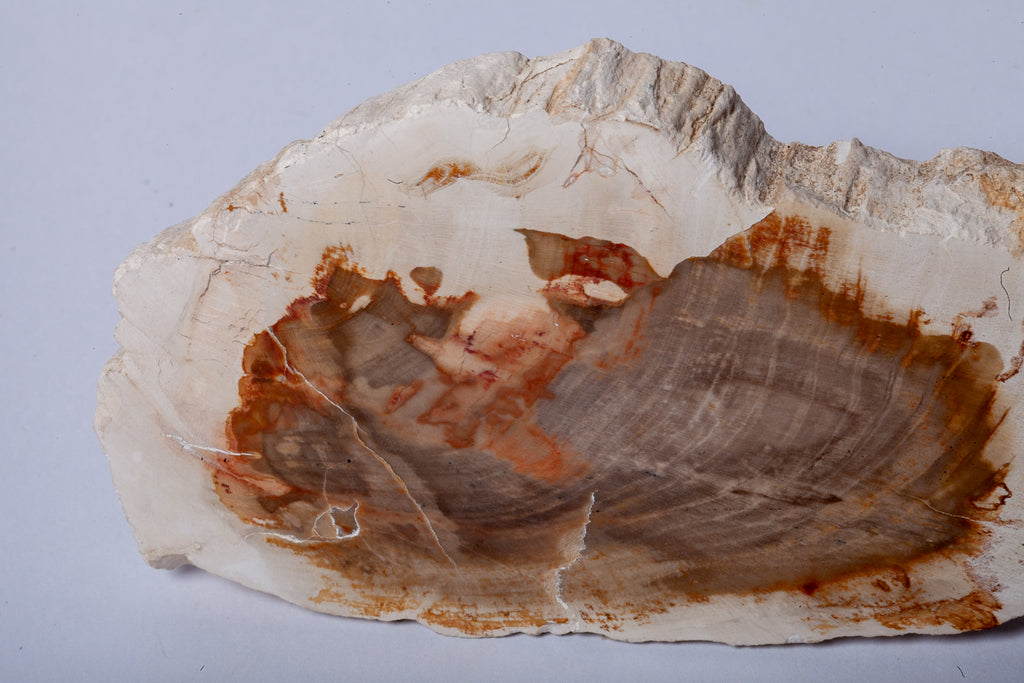 Legno Fossile Bianco — Fetta con Cuore Silicizzato