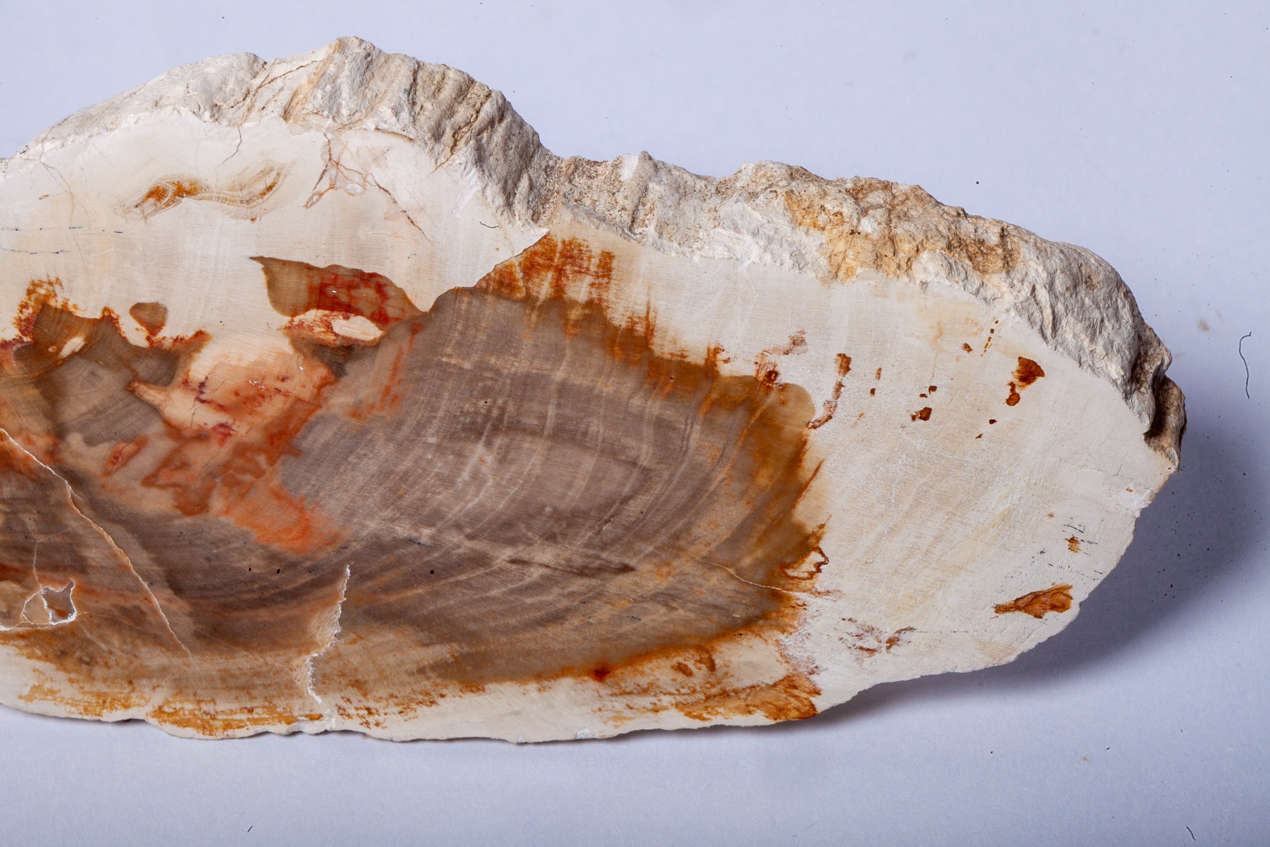 Legno Fossile Bianco — Fetta con Cuore Silicizzato