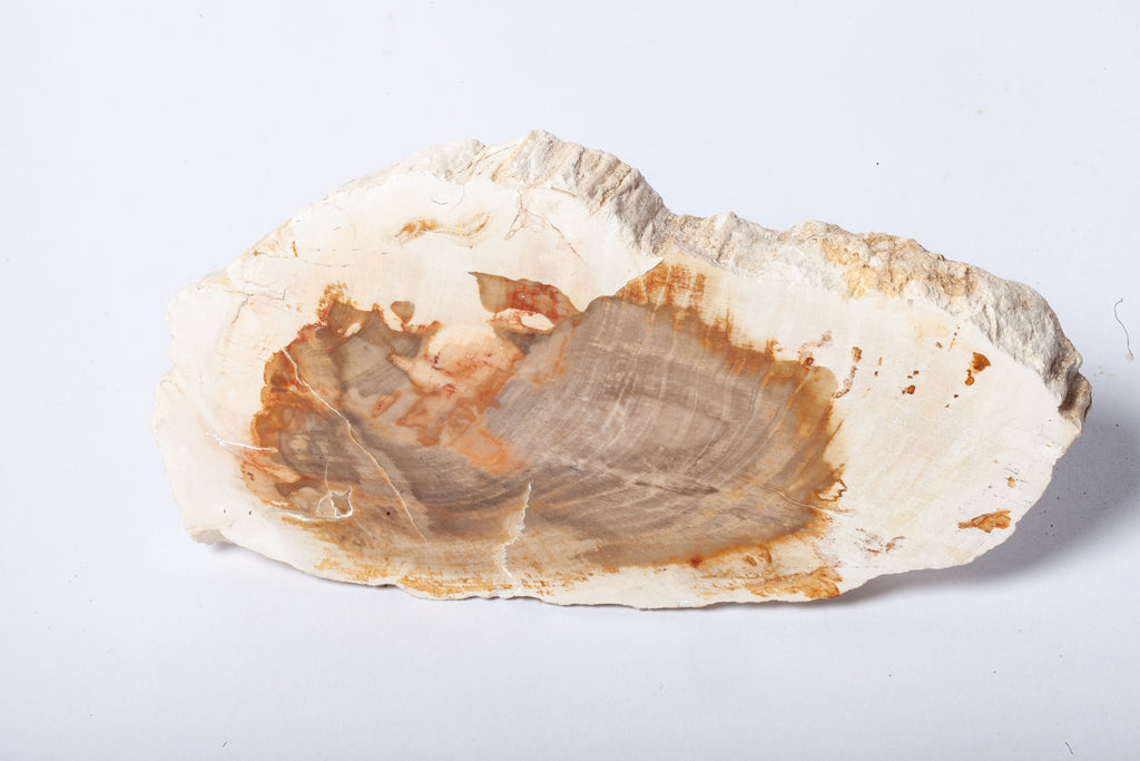 Legno Fossile Bianco — Fetta con Cuore Silicizzato