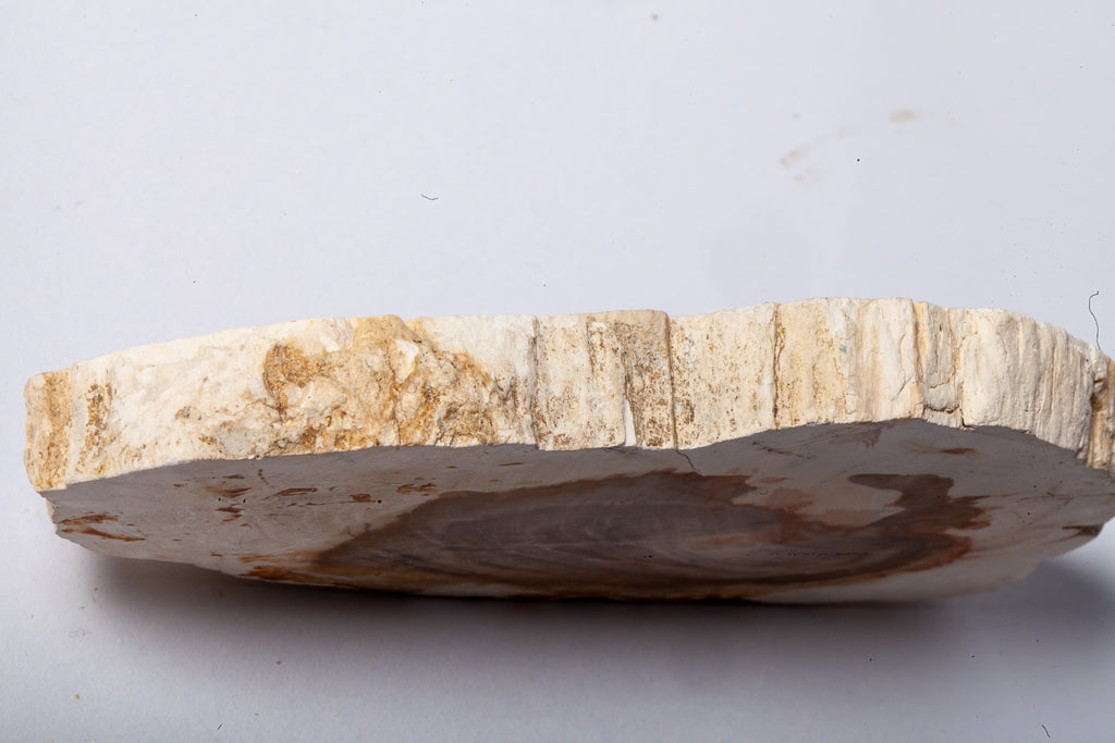 Legno Fossile Bianco — Fetta con Cuore Silicizzato