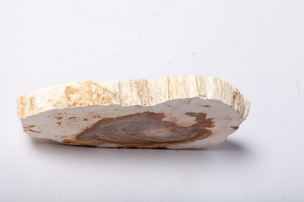 Legno Fossile Bianco — Fetta con Cuore Silicizzato