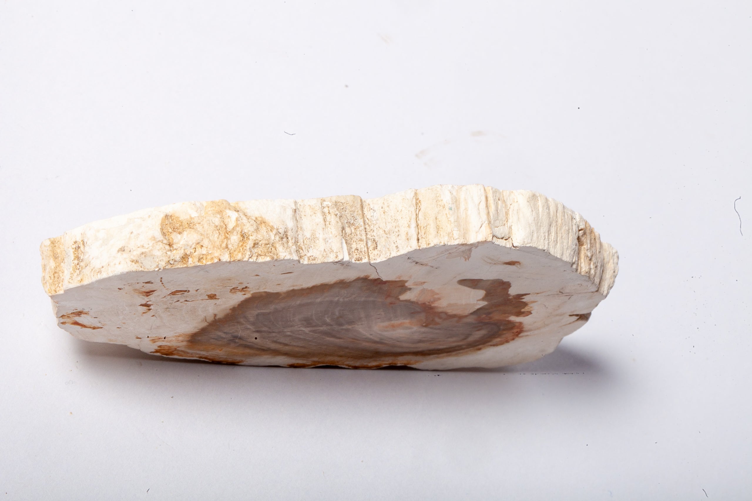 Legno Fossile Bianco — Fetta con Cuore Silicizzato