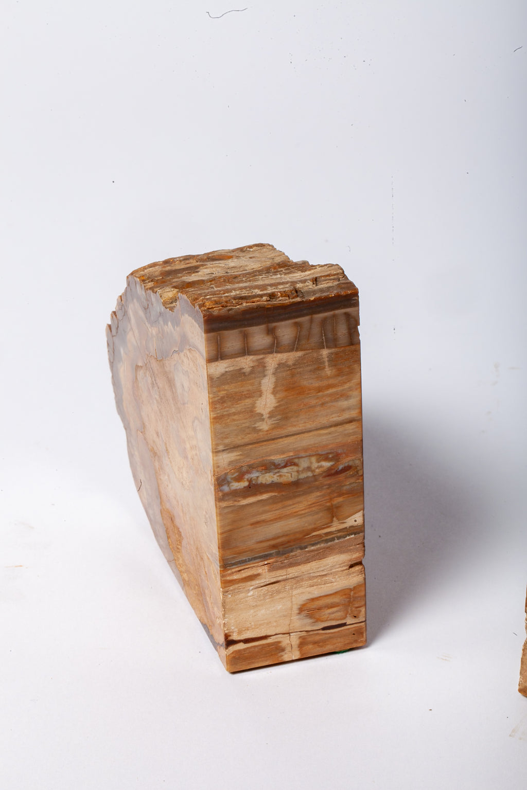 Legno Fossile — Coppia di Fermalibri Naturali
