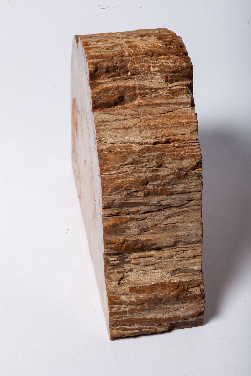Legno Fossile — Coppia di Fermalibri Naturali