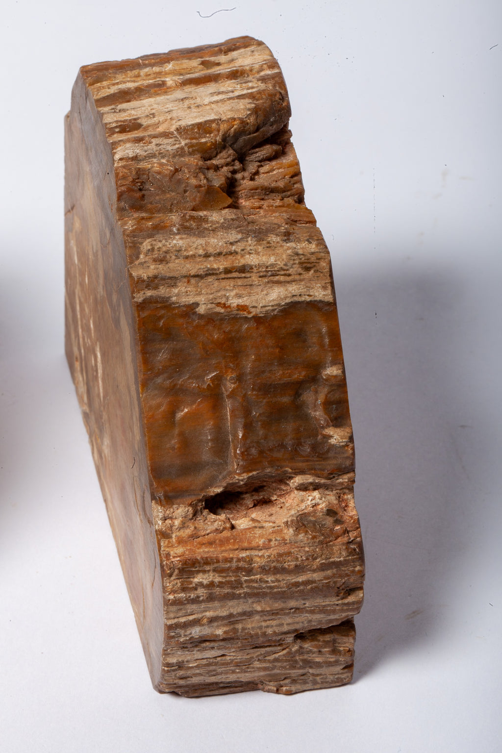 Legno Fossile — Coppia di Fermalibri Naturali