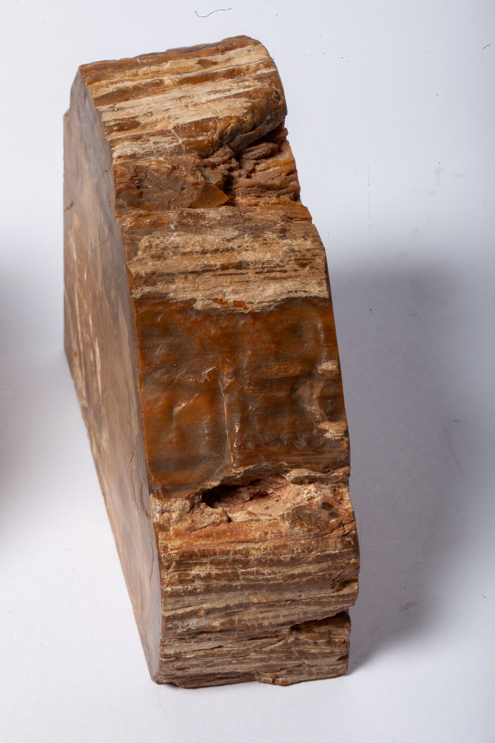 Legno Fossile — Coppia di Fermalibri Naturali