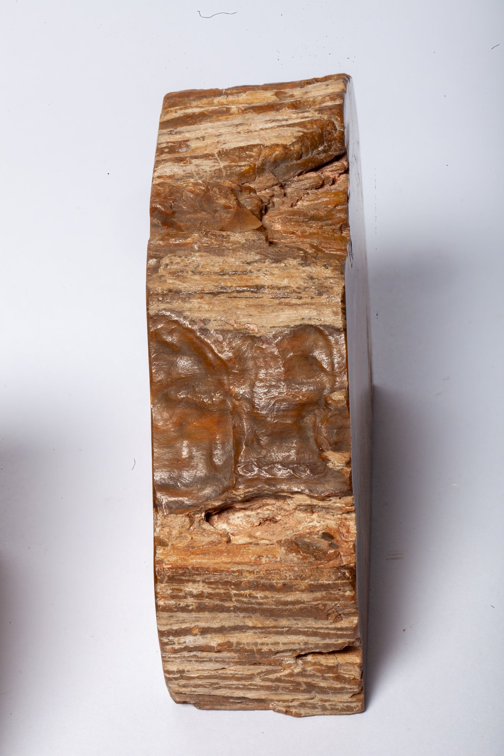 Legno Fossile — Coppia di Fermalibri Naturali
