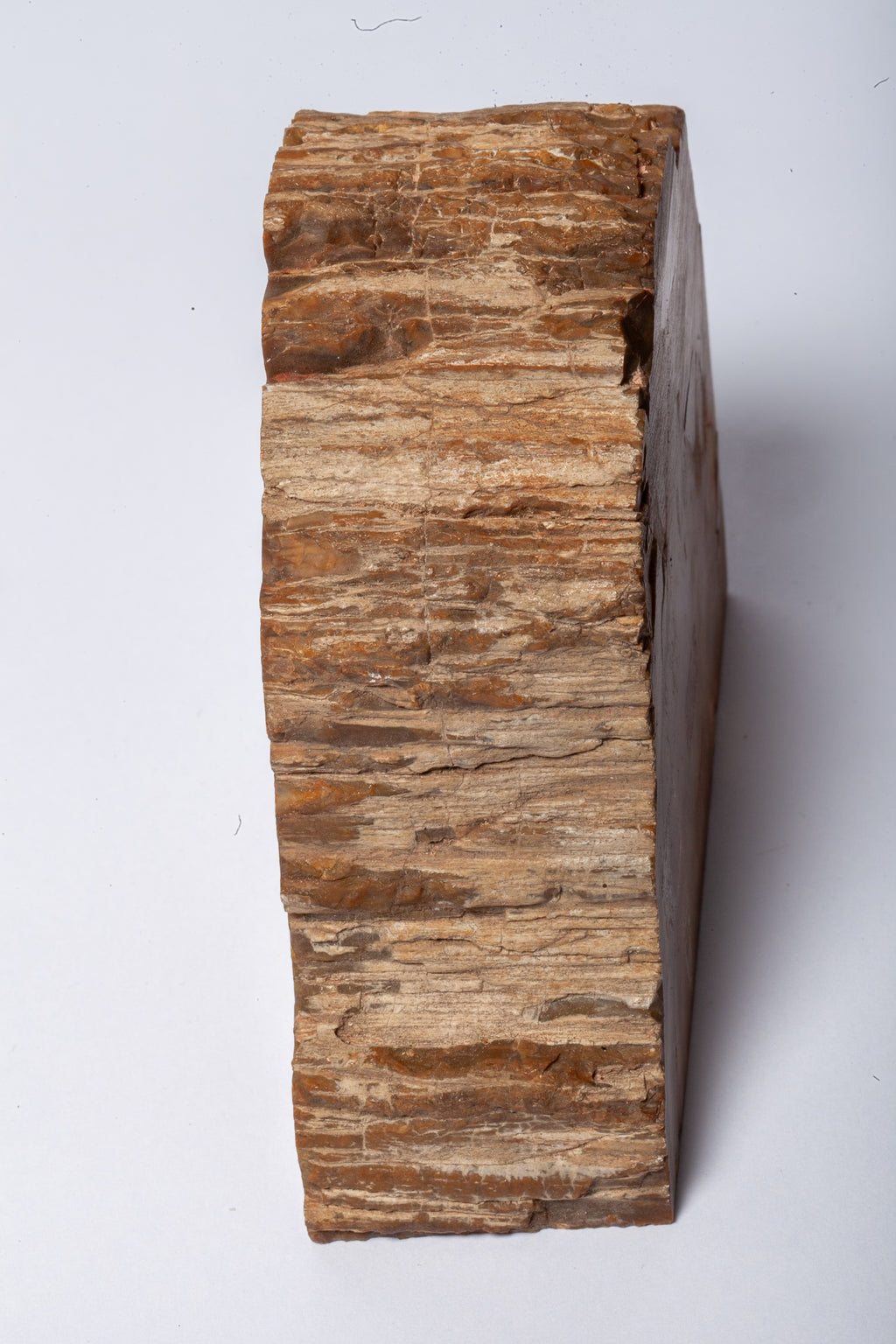 Legno Fossile — Coppia di Fermalibri Naturali