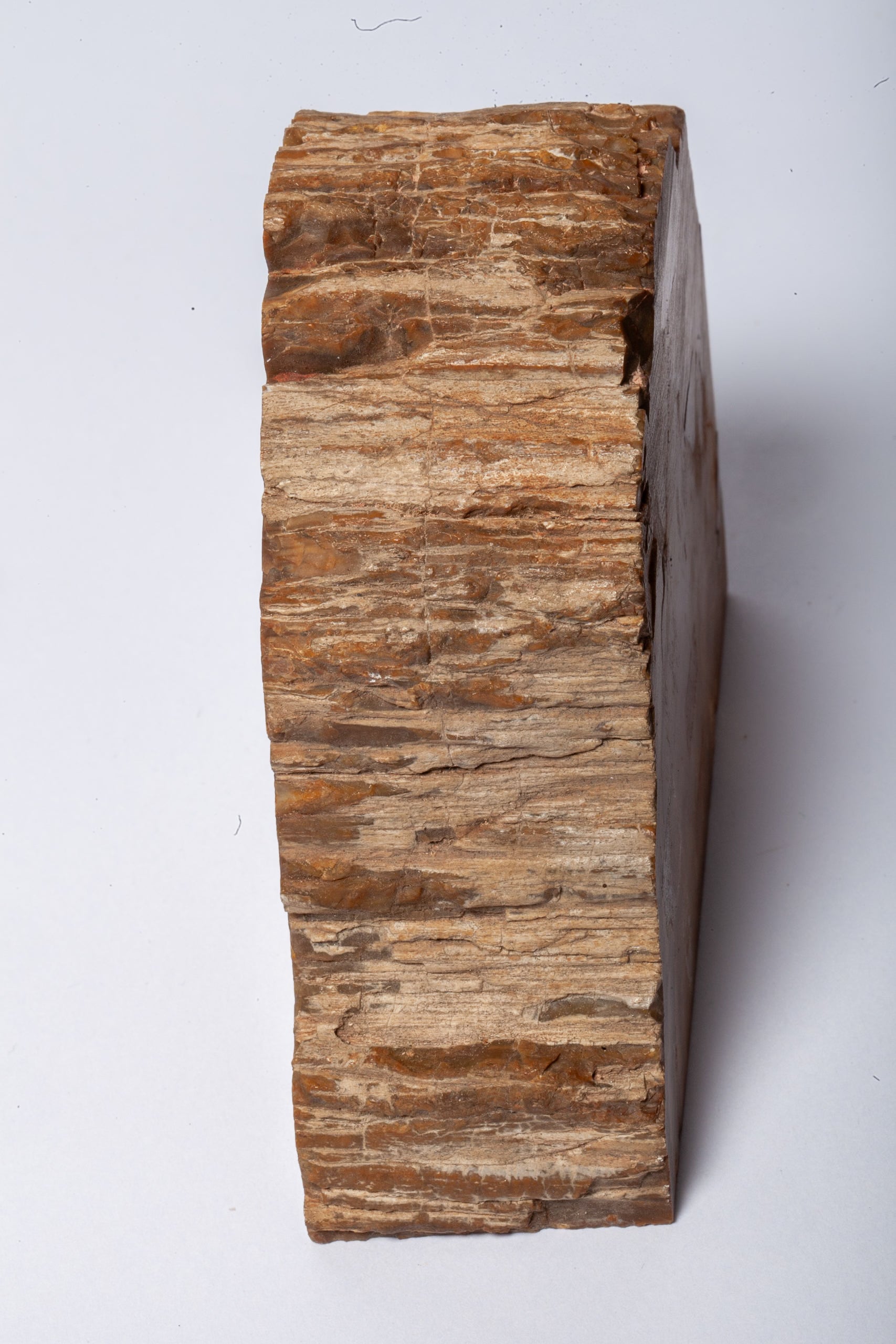 Legno Fossile — Coppia di Fermalibri Naturali