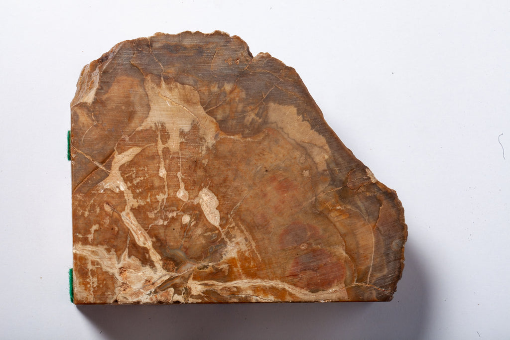 Legno Fossile — Coppia di Fermalibri Naturali