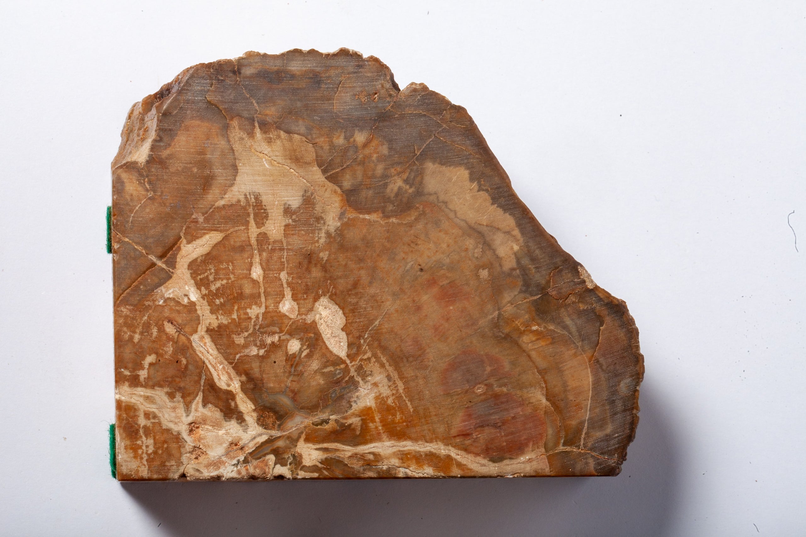 Legno Fossile — Coppia di Fermalibri Naturali