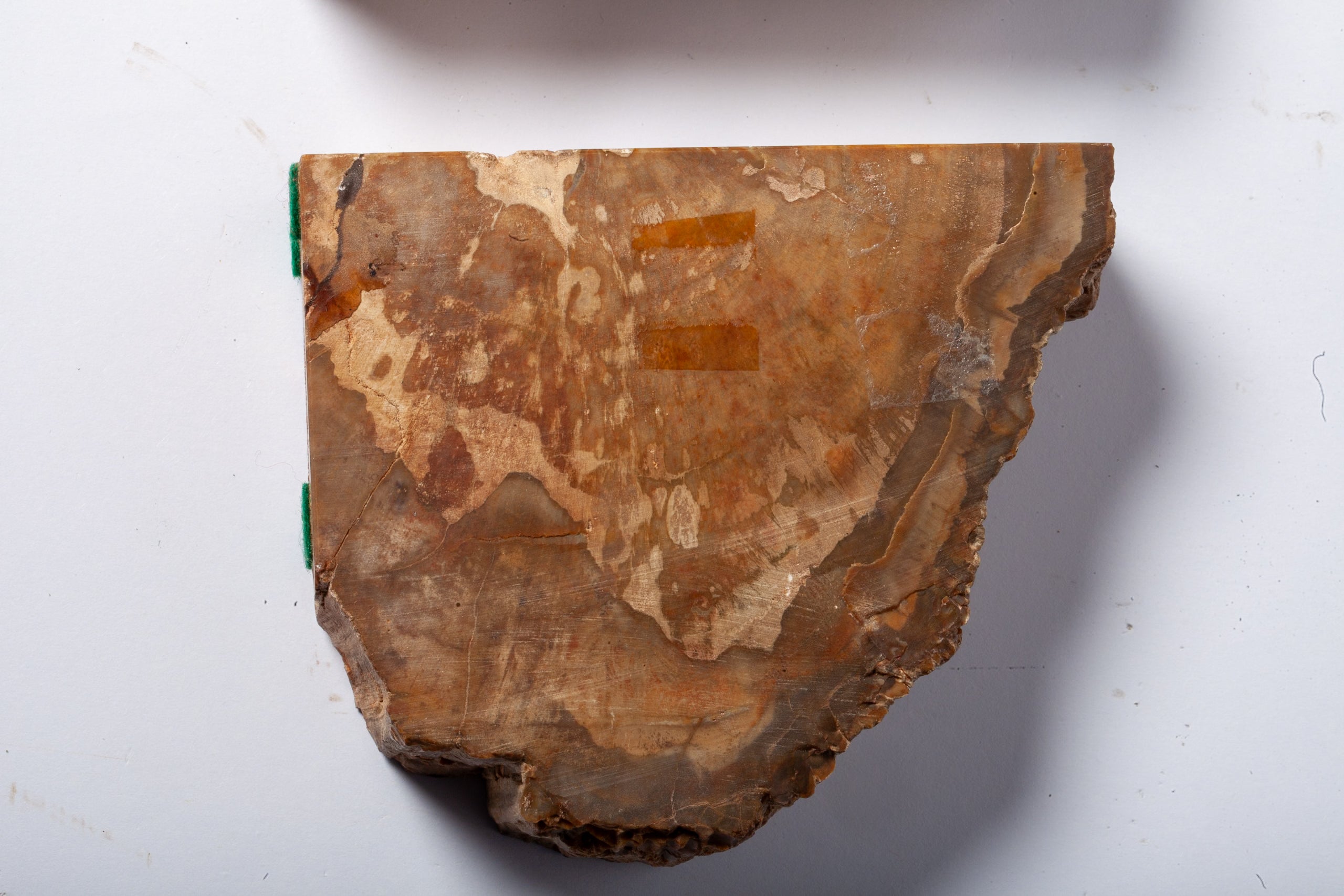 Legno Fossile — Coppia di Fermalibri Naturali