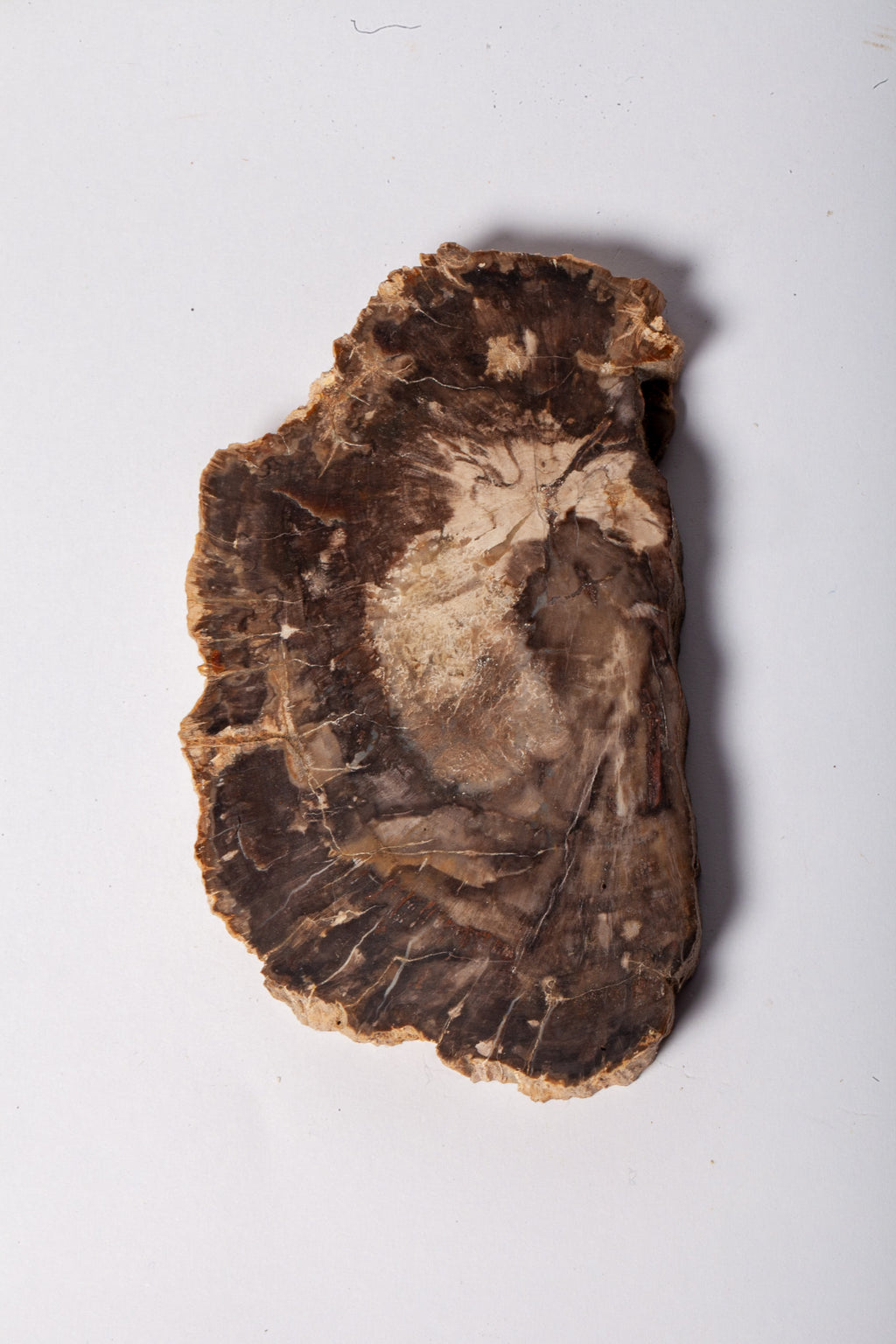 Legno Fossile Scuro — Coppia di Fette Speculari