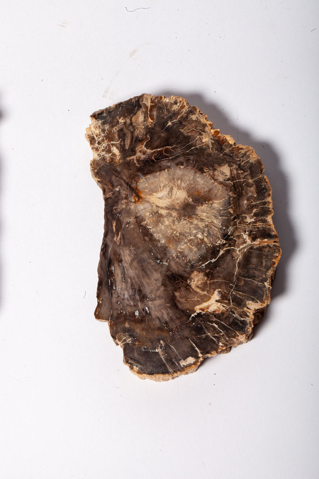Legno Fossile Scuro — Coppia di Fette Speculari
