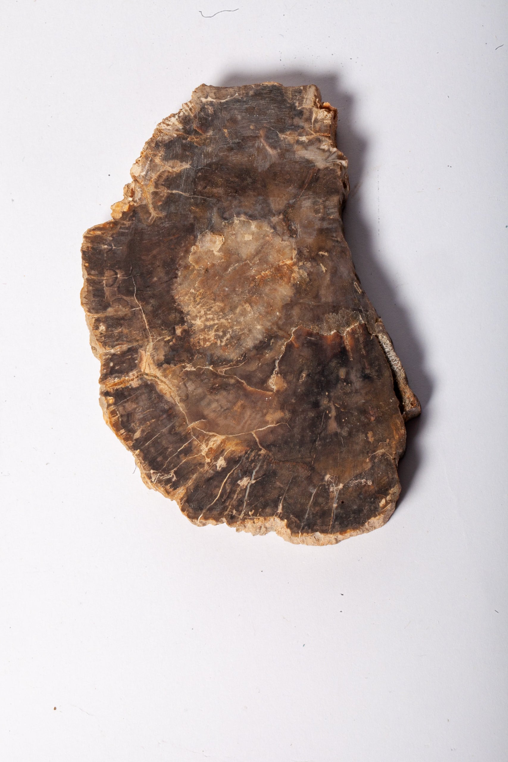 Legno Fossile Scuro — Coppia di Fette Speculari
