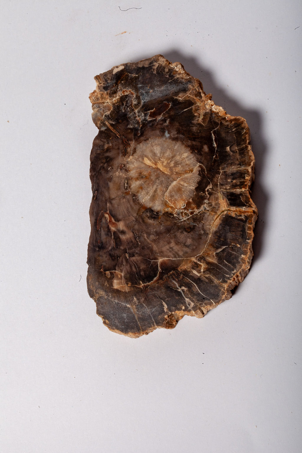 Legno Fossile Scuro — Coppia di Fette Speculari