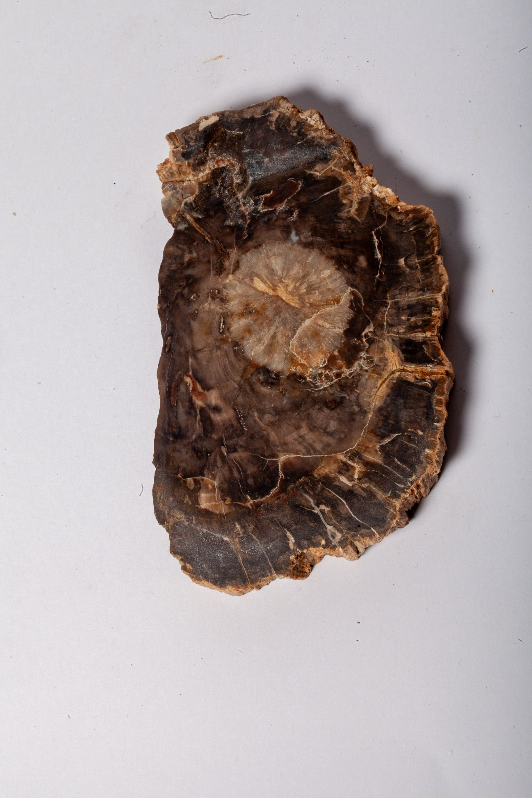 Legno Fossile Scuro — Coppia di Fette Speculari