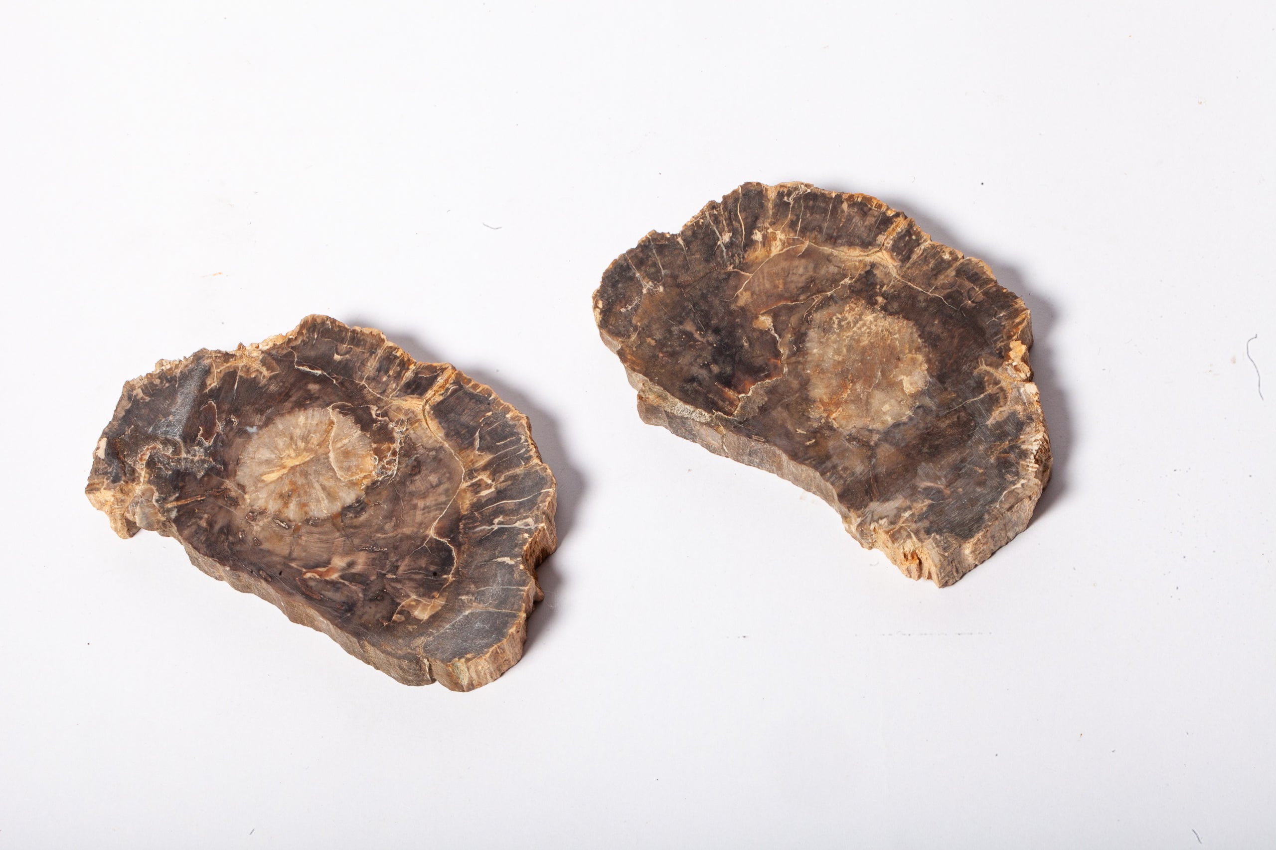 Legno Fossile Scuro — Coppia di Fette Speculari