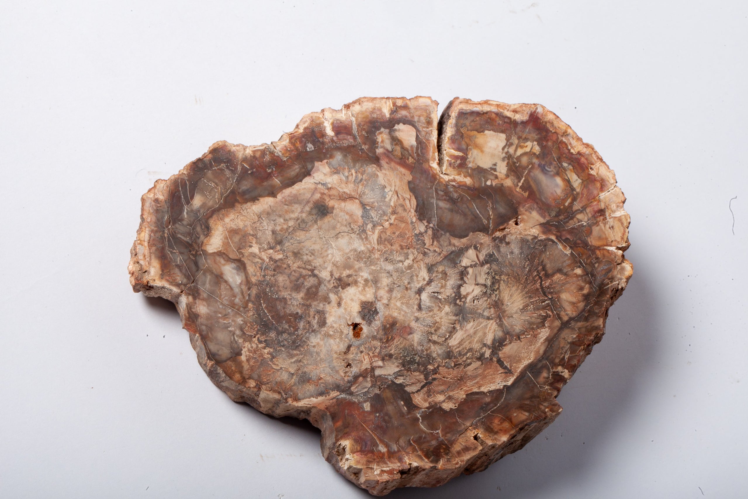 Legno Fossile — Grande Sezione con Cuore Grigio Lavanda