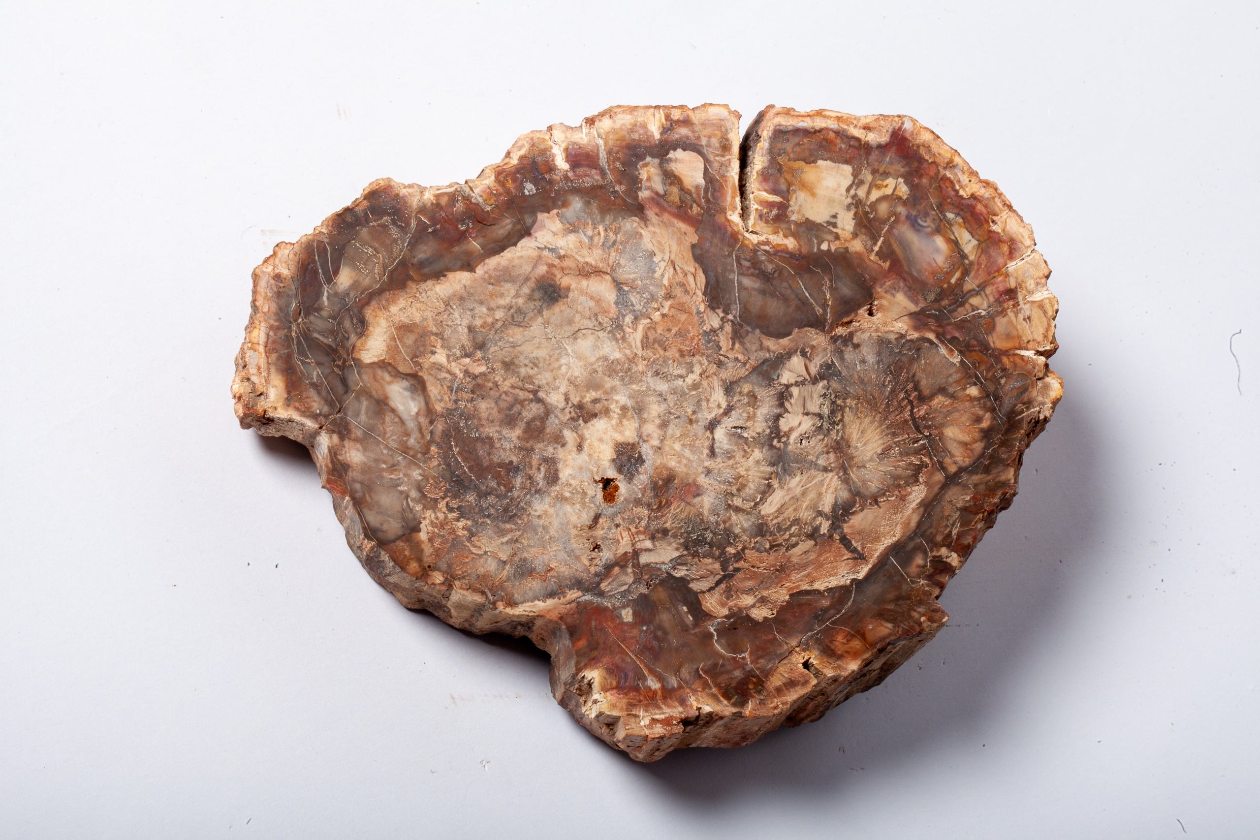 Legno Fossile — Grande Sezione con Cuore Grigio Lavanda