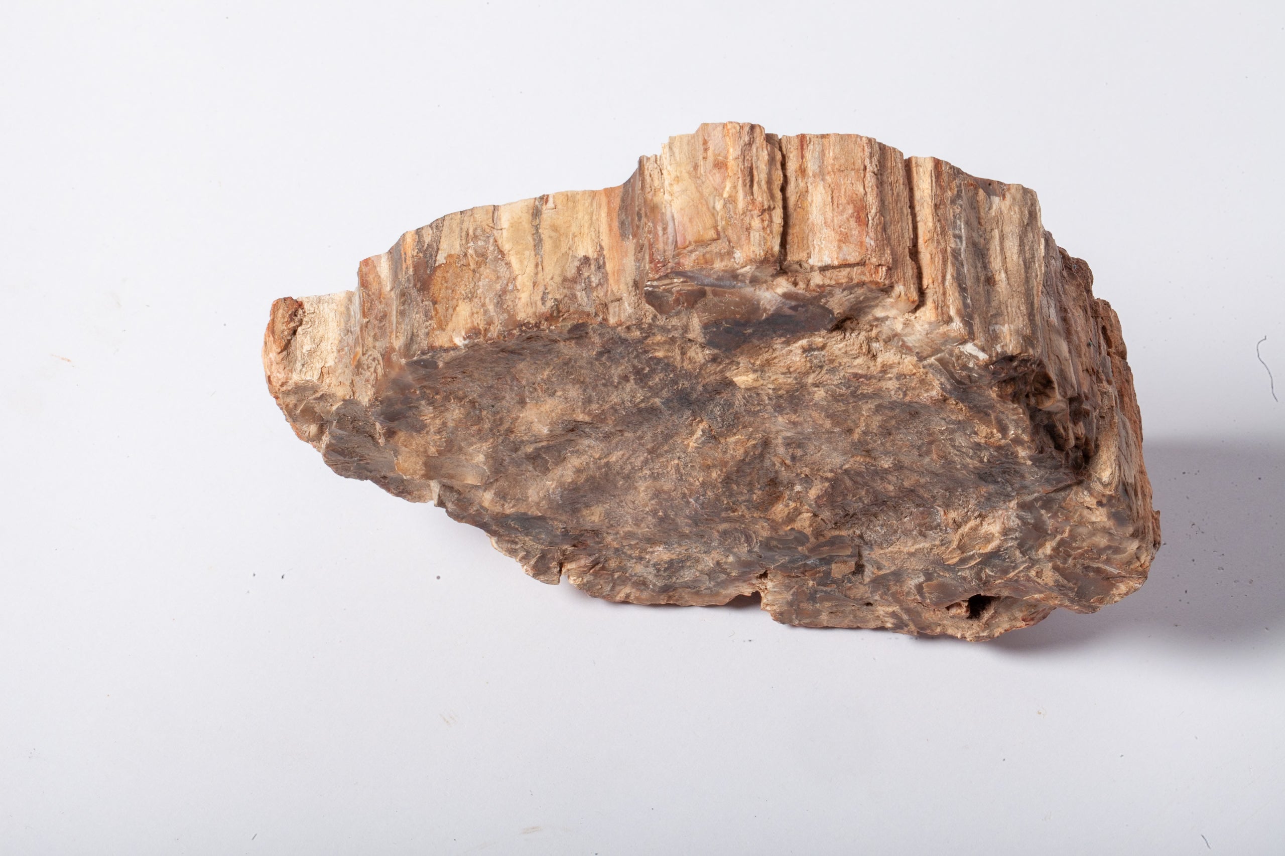 Legno Fossile — Grande Sezione con Cuore Grigio Lavanda