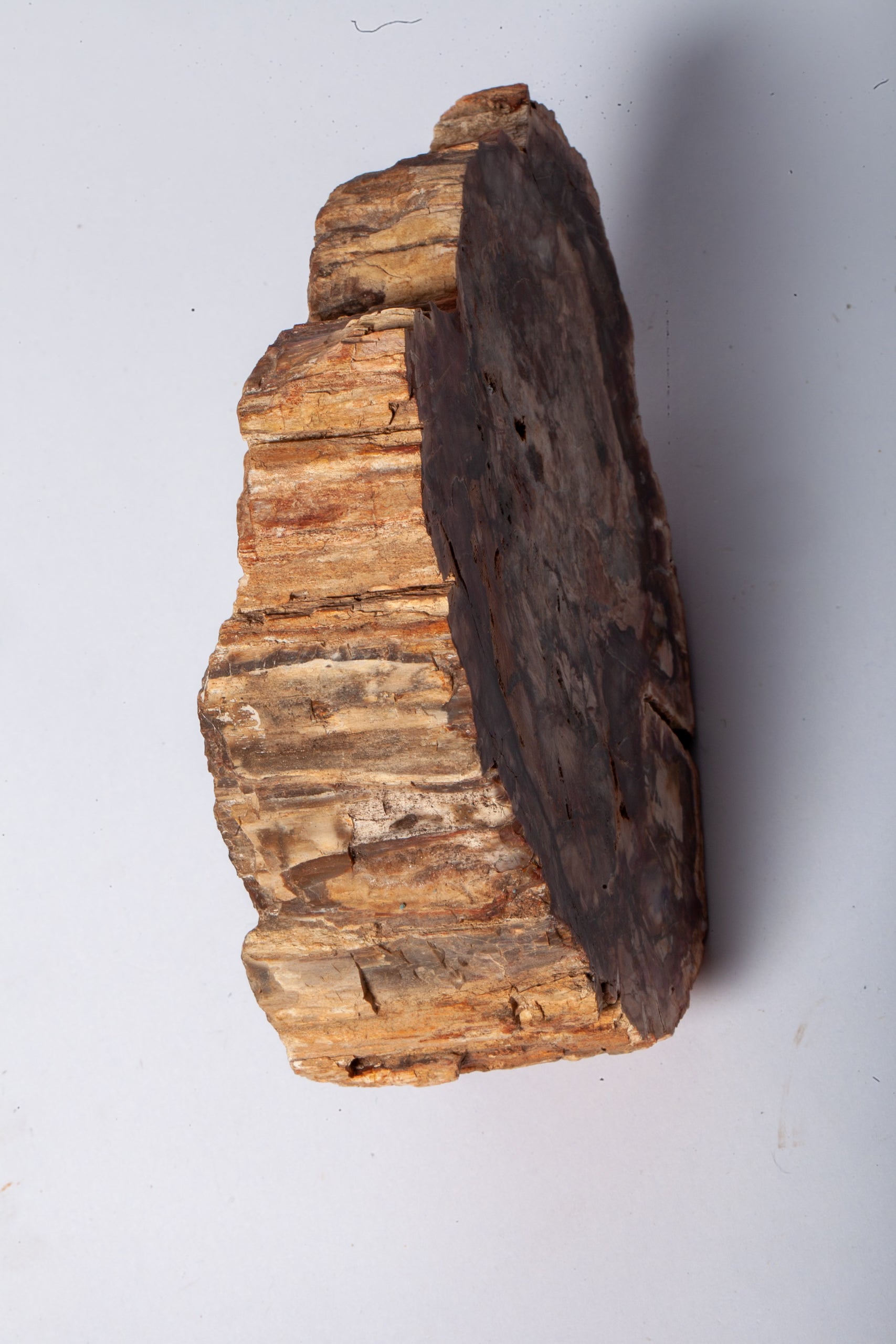 Legno Fossile — Grande Sezione con Cuore Grigio Lavanda