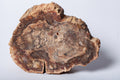 Legno Fossile — Grande Sezione con Cuore Grigio Lavanda