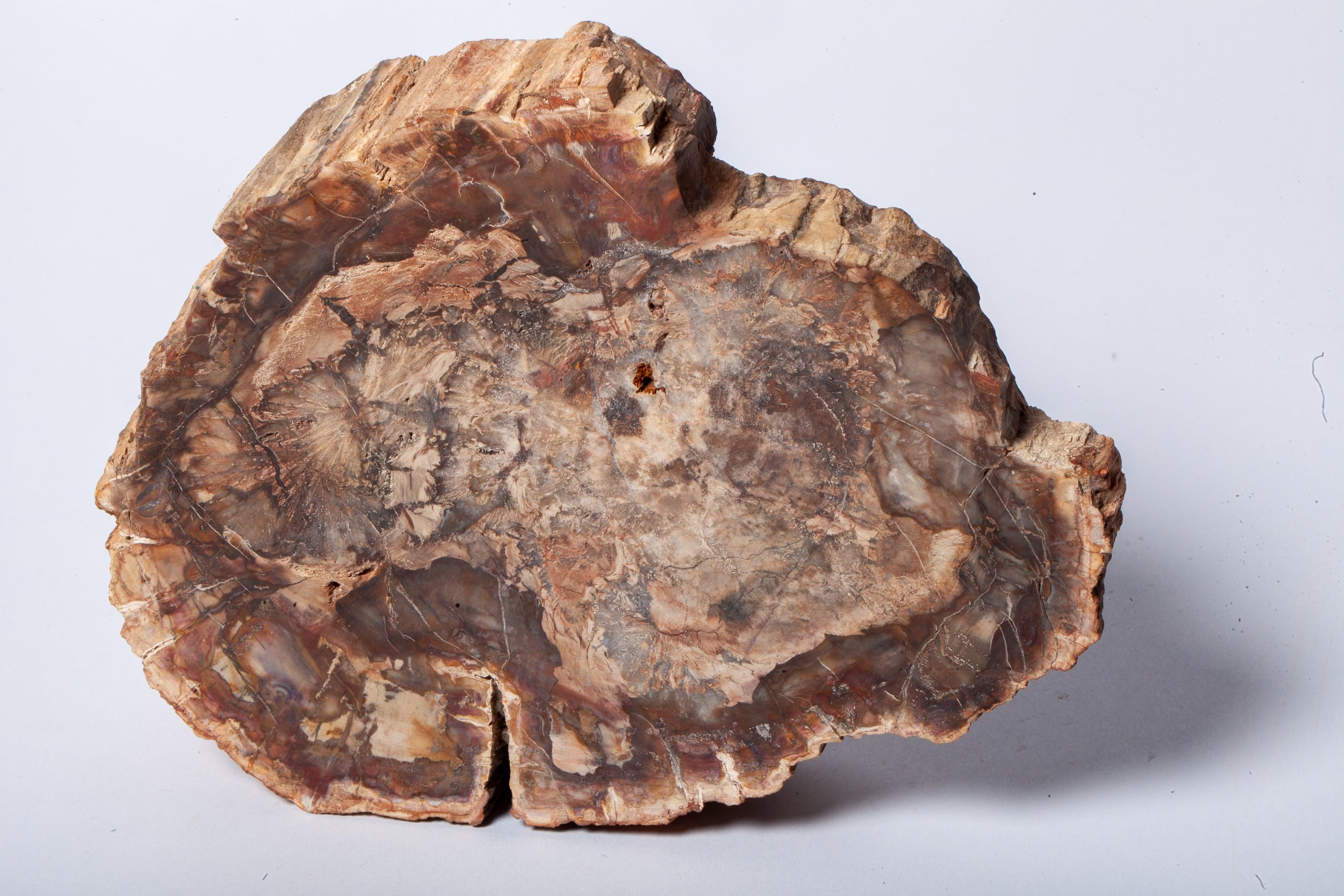 Legno Fossile — Grande Sezione con Cuore Grigio Lavanda