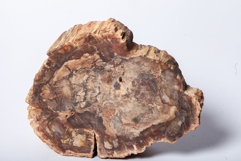 Legno Fossile — Grande Sezione con Cuore Grigio Lavanda