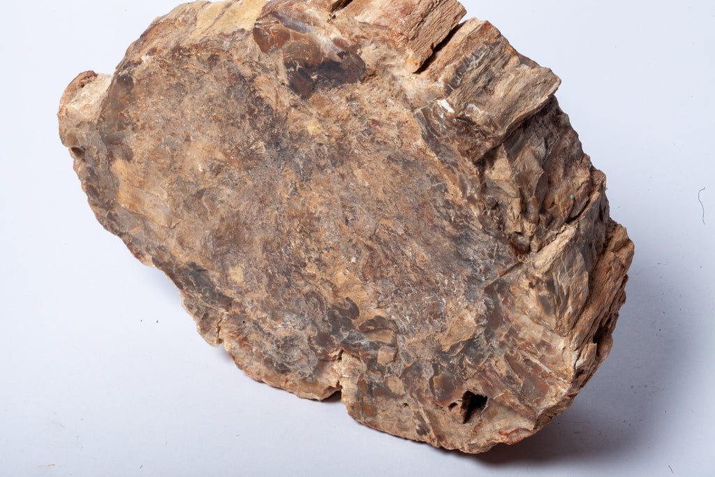 Legno Fossile — Grande Sezione con Cuore Grigio Lavanda