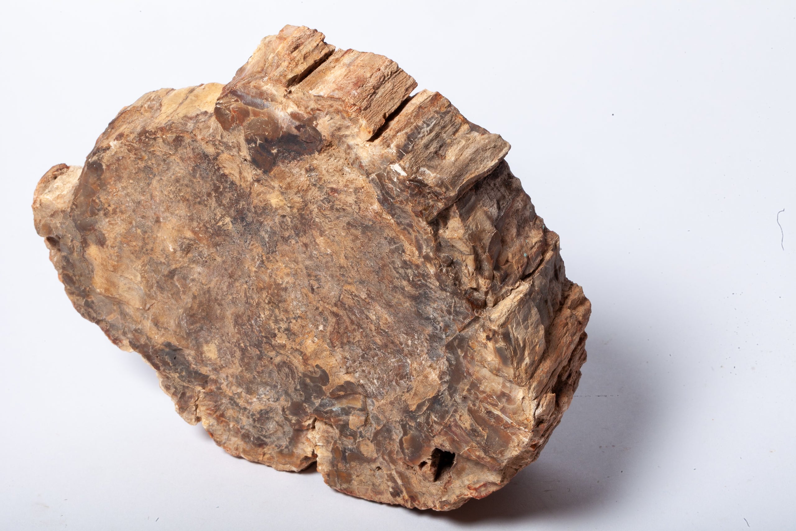 Legno Fossile — Grande Sezione con Cuore Grigio Lavanda