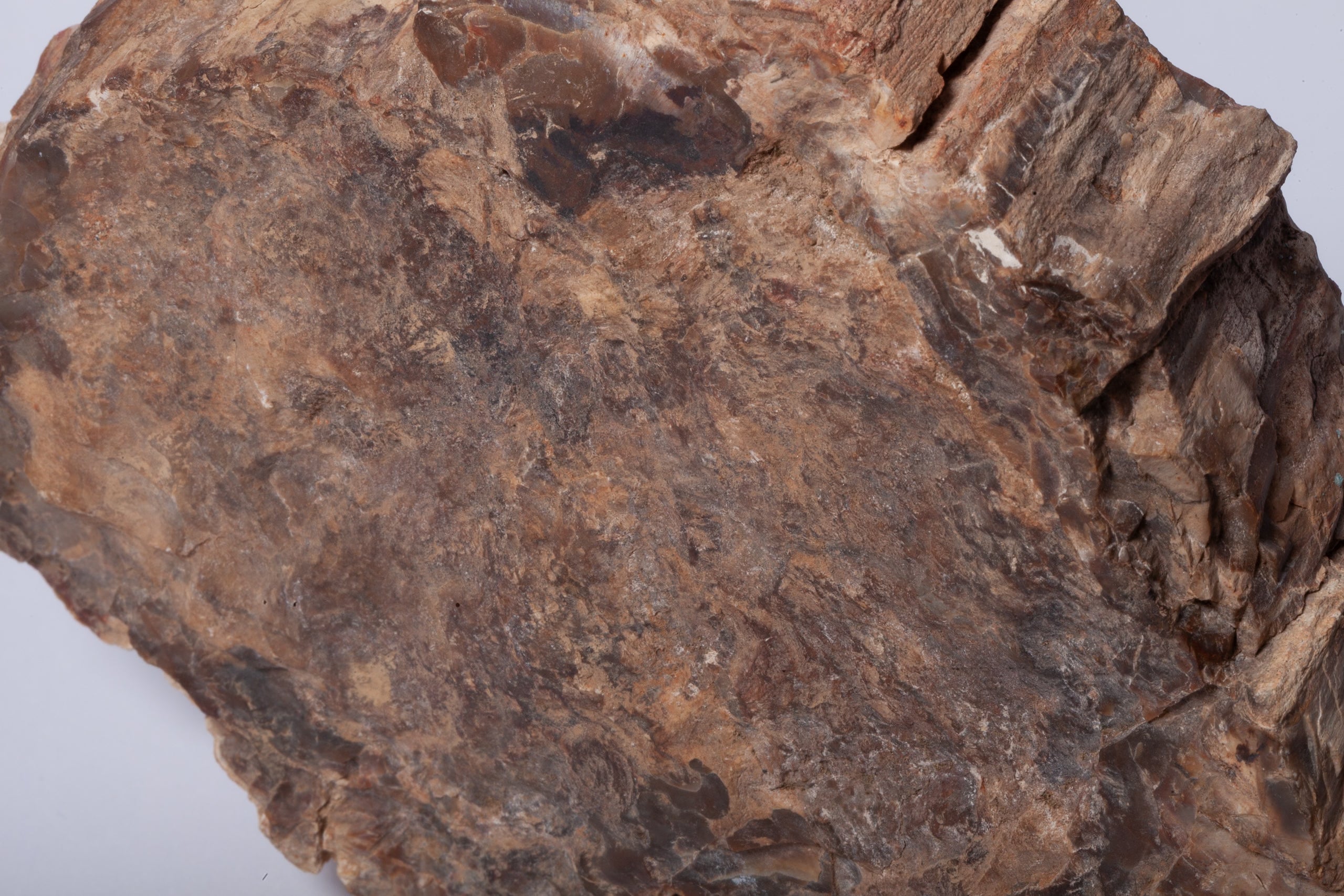 Legno Fossile — Grande Sezione con Cuore Grigio Lavanda